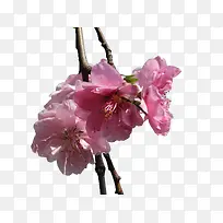 ��ɫӣ����֦-������