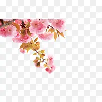 ·Ûɫӣ»¨-¿ÕÈôÍø ·Ûɫӣ»¨-¿ÕÈôÍø