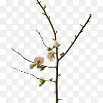 ӣ����֦-������