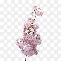 樱花树枝-空若网 樱花树枝-空若网