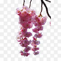 ��ɫӣ����֦-������