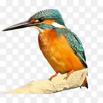 ´ºÌìÊ÷Ö¦ÉϵÄСÄñ-¿ÕÈôÍø ´ºÌìÊ÷Ö¦ÉϵÄСÄñ-¿ÕÈôÍø