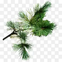 ����֦����png��۸����ͼ-������