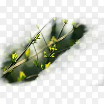 春天绿色树枝嫩芽-空若网 春天绿色树枝嫩芽-空若网