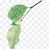 春天绿色树枝叶子-空若网 春天绿色树枝叶子-空若网