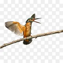 春天树枝上的鸟-空若网 春天树枝上的鸟-空若网