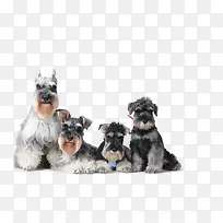 卡通可爱小动物装饰动物头像-空若网 卡通可爱小动物装饰动物头像-空若网