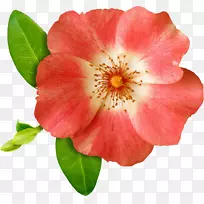 插花艺术-剪贴簿-空若网 插花艺术-剪贴簿-空若网