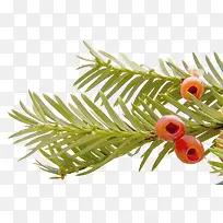 ��ɫ�춹ɼ-������