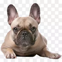 法国斗牛犬拳击手,英国老斗牛犬杰克罗素猎犬-斗牛犬-空若网 法国斗牛犬拳击手,英国老斗牛犬杰克罗素猎犬-斗牛犬-空若网