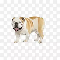 法国斗牛犬英国小猎犬小狗-斗牛犬-空若网 法国斗牛犬英国小猎犬小狗-斗牛犬-空若网