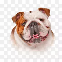 狗洗发水,头发护发素,燕麦片皮-牛头犬-空若网 狗洗发水,头发护发素,燕麦片皮-牛头犬-空若网