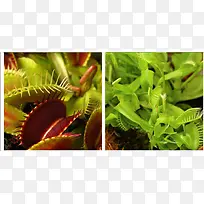 会动植物,扑蝇草-空若网 会动植物,扑蝇草-空若网