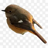 胖胖的棕色小鸟-空若网 胖胖的棕色小鸟-空若网