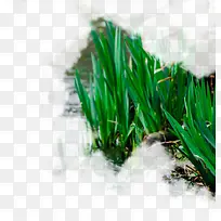 ������ɫ��ɫС�ݲݴ�-������