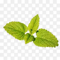 ²ÝÒ¶-ÇàÇàÄÛ²Ý-¿ÕÈôÍø ²ÝÒ¶-ÇàÇàÄÛ²Ý-¿ÕÈôÍø