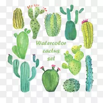 仙人掌科水彩画.水彩仙人掌-空若网 仙人掌科水彩画.水彩仙人掌-空若网
