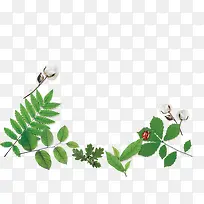 ��ɫҶ��-������