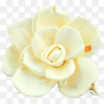 白色花蕾-空若网 白色花蕾-空若网