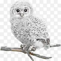 白色猫头鹰-空若网 白色猫头鹰-空若网