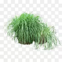 ��ľ����̲-������