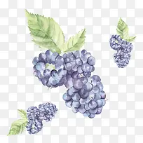 插画葡萄PNG-空若网 插画葡萄PNG-空若网
