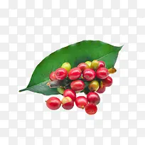 ��ɫҶ���ϵĺ�ɫ���ȹ�ʵ��-������