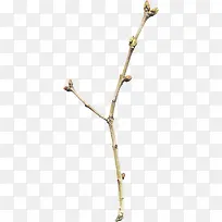 ֦Ҷ����ز�-������