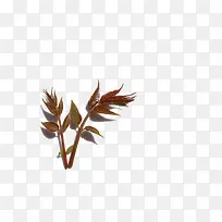 棕色新鲜的香椿芽-空若网 棕色新鲜的香椿芽-空若网