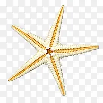 实物海星海洋生物海报设计-空若网 实物海星海洋生物海报设计-空若网