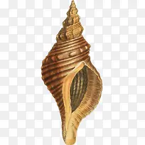 多彩的海螺手绘-3-空若网 多彩的海螺手绘-3-空若网