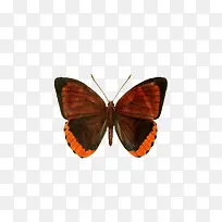 春天蝴蝶棕色彩色-空若网 春天蝴蝶棕色彩色-空若网