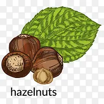 矢量榛子免抠PNG-空若网 矢量榛子免抠PNG-空若网