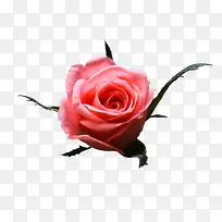 玫瑰-粉红色的玫瑰-空若网 玫瑰-粉红色的玫瑰-空若网