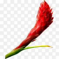 ʵ���ɫֲ��-������