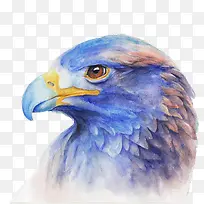 彩色水彩画海雕头像-空若网 彩色水彩画海雕头像-空若网