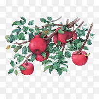 水彩果实-空若网 水彩果实-空若网