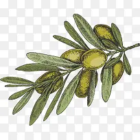 手绘枇杷枝条果实-空若网 手绘枇杷枝条果实-空若网