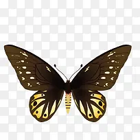 卡通蝴蝶PNG下载-空若网 卡通蝴蝶PNG下载-空若网