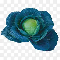 蔬菜 甘蓝-空若网 蔬菜 甘蓝-空若网