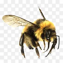 飞行的蜜蜂-空若网 飞行的蜜蜂-空若网