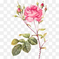 粉色手绘月季装饰图片-空若网 粉色手绘月季装饰图片-空若网