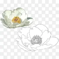 手绘莲花-空若网 手绘莲花-空若网