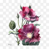 水彩红色牡丹-空若网 水彩红色牡丹-空若网