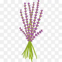 紫色薰衣草花束矢量-空若网 紫色薰衣草花束矢量-空若网