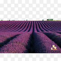 н®ÒÁÀçѬÒ²Ýׯ԰-¿ÕÈôÍø н®ÒÁÀçѬÒ²Ýׯ԰-¿ÕÈôÍø