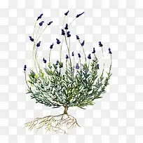 ÊÖ»æÑ¬Ò²ÝÕû¿Å-¿ÕÈôÍø ÊÖ»æÑ¬Ò²ÝÕû¿Å-¿ÕÈôÍø