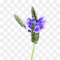 半盛开的熏衣草花-空若网 半盛开的熏衣草花-空若网