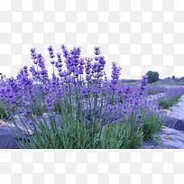 ѬÒ²Ý×¯Ô°Ð´Õæ-¿ÕÈôÍø ѬÒ²Ý×¯Ô°Ð´Õæ-¿ÕÈôÍø