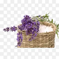 篮子熏衣草-空若网 篮子熏衣草-空若网